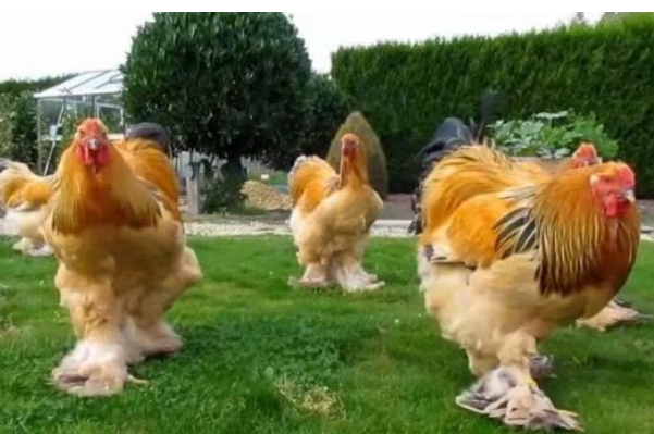 世界上最大的鸡是什么鸡是梵天鸡，梵天鸡和婆罗门鸡是同一种鸡吗