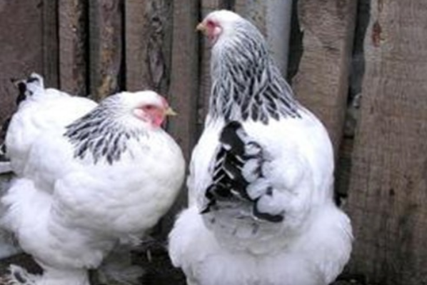 世界上最大的鸡是什么鸡是梵天鸡，梵天鸡和婆罗门鸡是同一种鸡吗