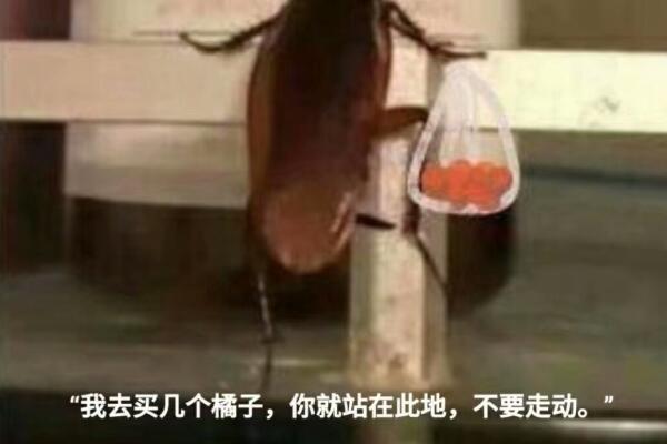 我去给你买几个橘子