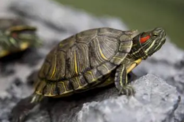 乌龟和海龟的区别在哪里