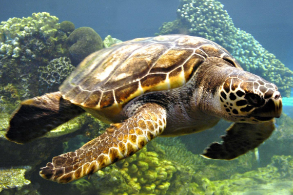 乌龟和海龟的区别在哪里