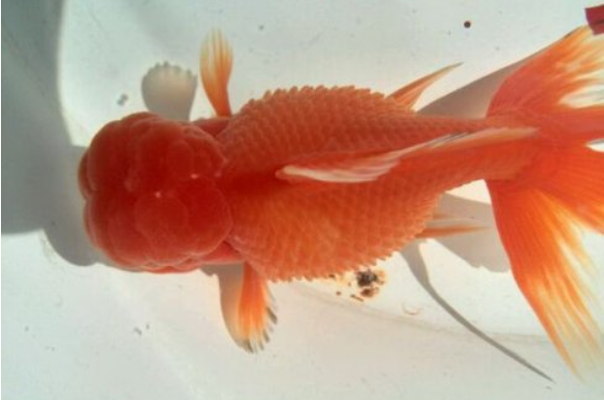 金鱼炸鳞能自愈吗能活多久会传染吗是什么原因导致的？