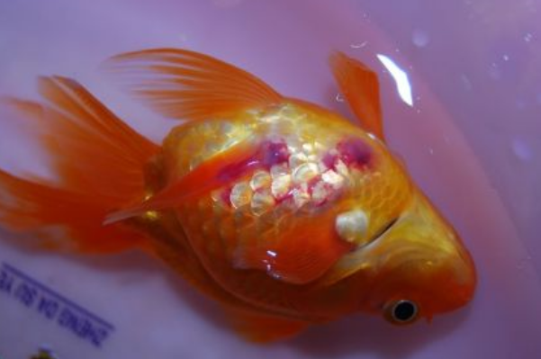 金鱼炸鳞能自愈吗能活多久会传染吗是什么原因导致的？