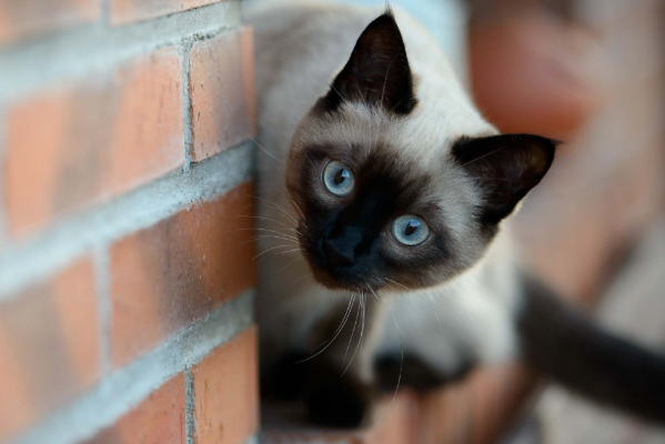 暹罗猫一点都不好是真的吗，为什么大家都不太喜欢养暹罗猫