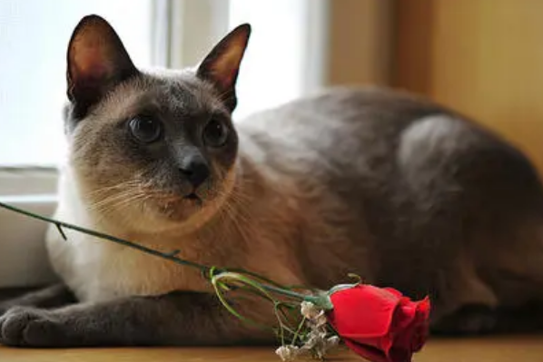 暹罗猫一点都不好是真的吗，为什么大家都不太喜欢养暹罗猫