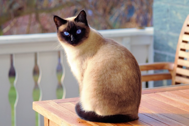 暹罗猫一点都不好是真的吗，为什么大家都不太喜欢养暹罗猫