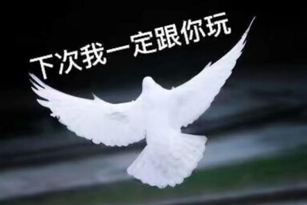 网络用语复读机、真香、鸽子精、柠檬精是什么意思啥梗?