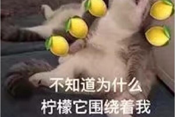 网络用语复读机、真香、鸽子精、柠檬精是什么意思啥梗?