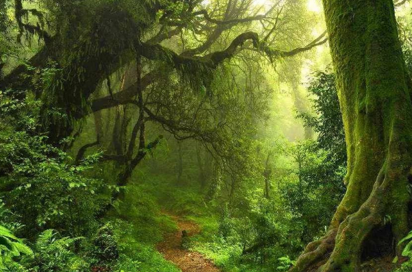 亚马逊河到底有多恐怖