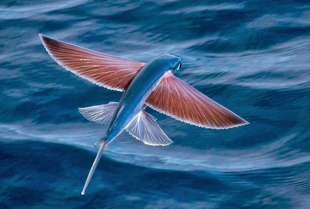 飞鱼是鸟还是鱼