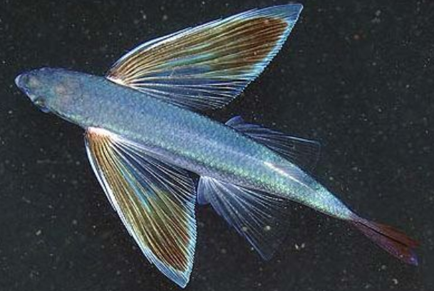 飞鱼是鸟还是鱼