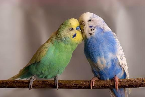 鹦鹉说话的原理是什么?鹦鹉为什么会学人说话?