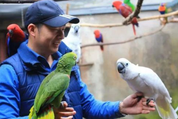 鹦鹉说话的原理是什么?鹦鹉为什么会学人说话?