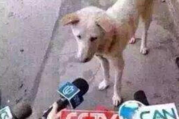 母单母胎solo是什么意思什么梗有什么来源出处是哪里？