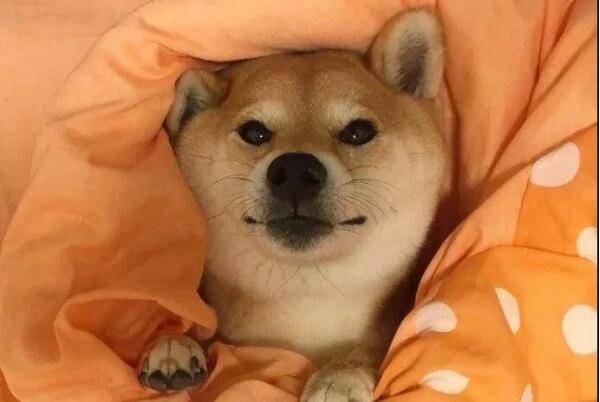 母单母胎solo是什么意思什么梗有什么来源出处是哪里？