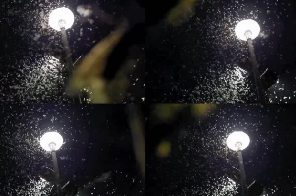 飞蛾为什么会扑火向着光亮的地方飞?驱飞蛾的飞行方式和灯光的关系