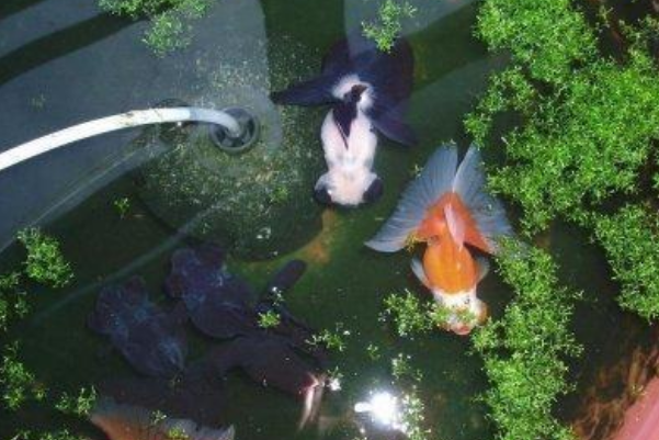 金鱼几天喂一次一天喂几粒？金鱼多久不喂食会被饿死？