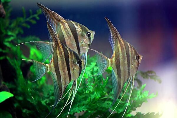 神仙鱼会吃自己孵化的小鱼吗?神仙鱼吃小鱼怎么办?