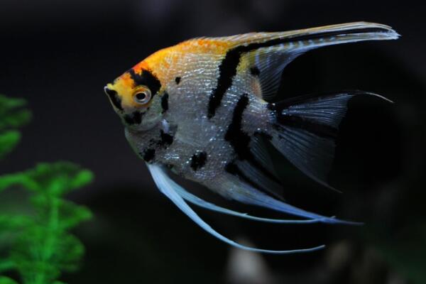 神仙鱼会吃自己孵化的小鱼吗?神仙鱼吃小鱼怎么办?