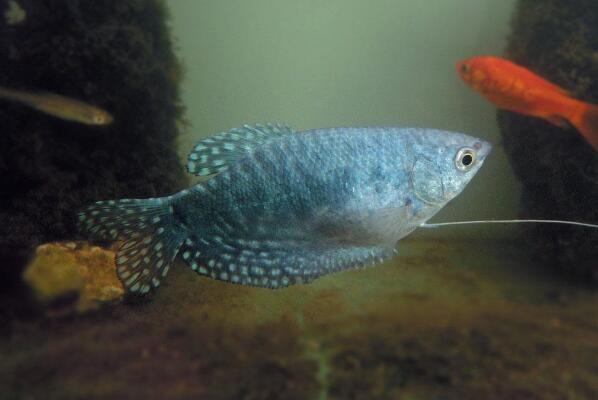 曼龙鱼颜色为什么变白变浅变颜色是什么样原因导致的?