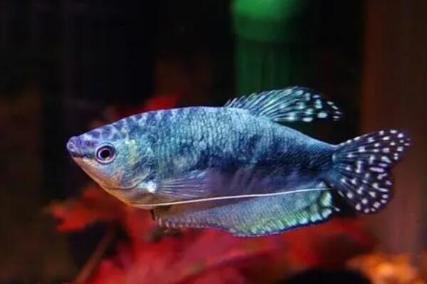 曼龙鱼颜色为什么变白变浅变颜色是什么样原因导致的?