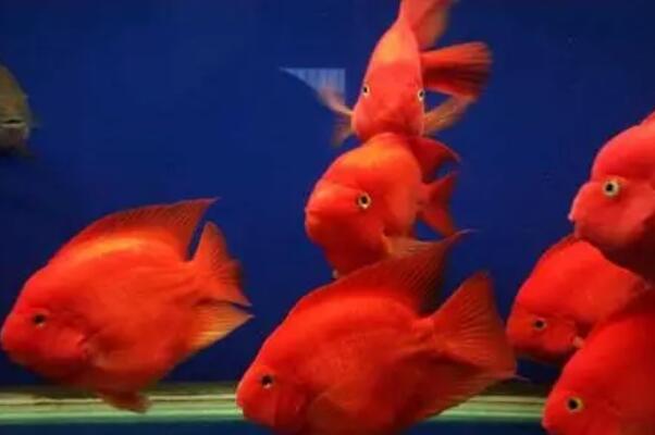 鹦鹉鱼为什么头朝下尾巴朝上