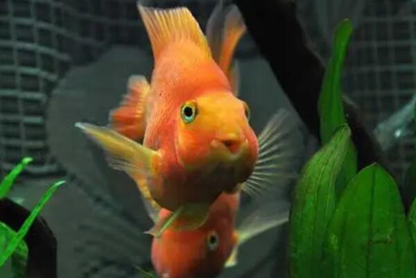 鹦鹉鱼为什么头朝下尾巴朝上