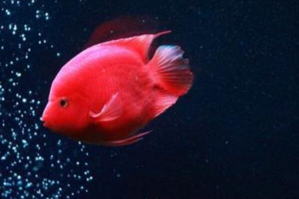 鹦鹉鱼为什么头朝下尾巴朝上