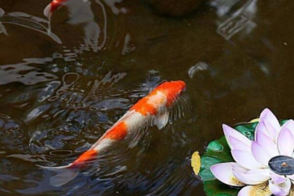 锦鲤都聚集在鱼缸一角是怎么了,是水的问题还是鱼的问题?