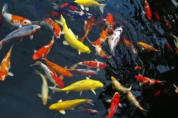 锦鲤都聚集在鱼缸一角是怎么了,是水的问题还是鱼的问题?