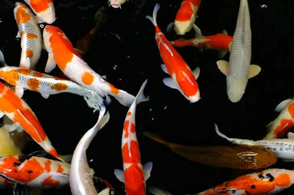 锦鲤都聚集在鱼缸一角是怎么了,是水的问题还是鱼的问题?