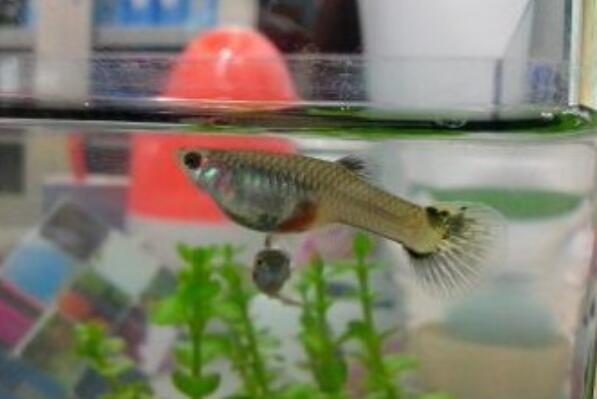 冻僵的孔雀鱼还能复活吗？孔雀鱼为什么冻硬了还能活？