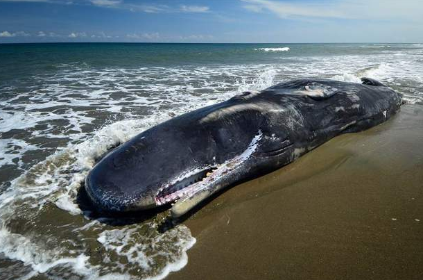 为什么鲸鱼搁浅千万不能靠近是真的吗是什么原因?