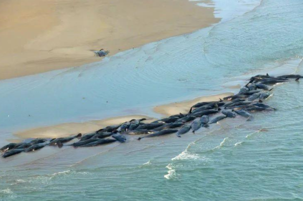 为什么鲸鱼搁浅千万不能靠近是真的吗是什么原因?