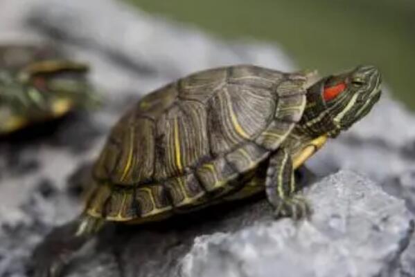 宠物龟不吃食是咋回事?乌龟食欲不振厌食的原因有哪些?