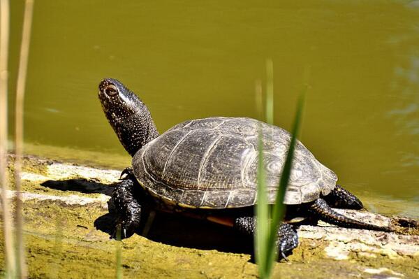 宠物龟不吃食是咋回事?乌龟食欲不振厌食的原因有哪些?