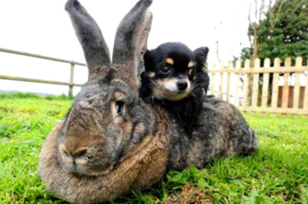 体重最大体型最大的兔子是什么类型的兔子是哪里产的?