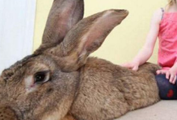 体重最大体型最大的兔子是什么类型的兔子是哪里产的?
