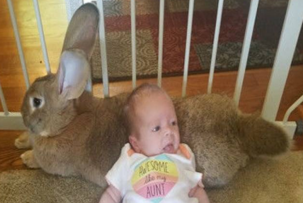 体重最大体型最大的兔子是什么类型的兔子是哪里产的?