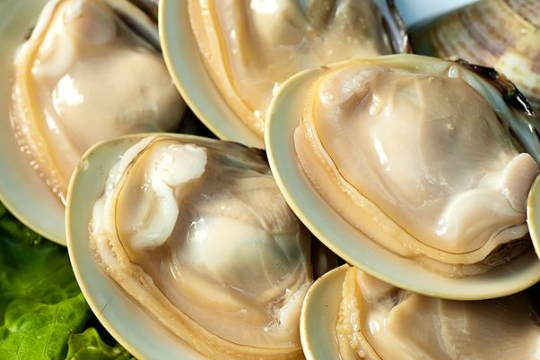 文蛤是生活在淡水里还是海里的，文蛤产自哪些地方？