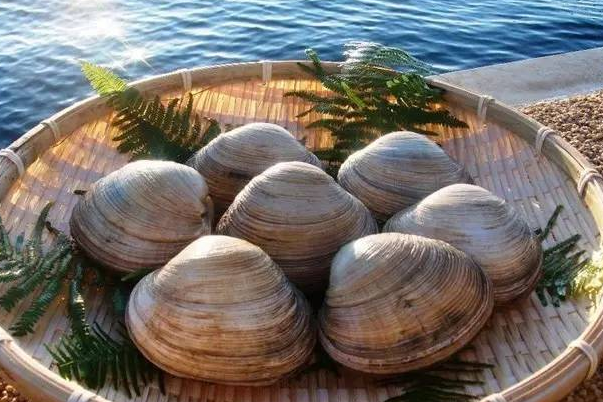 文蛤是生活在淡水里还是海里的，文蛤产自哪些地方？