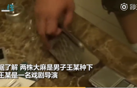 知名导演家里种大麻被举报 是哪个导演被抓了吗