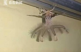 男子拍下神秘生物是怎么会是是神怪物是外星来物吗？