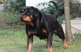 上海烈性犬咬伤路人，办的养犬证不合法受害女子是日本人