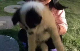 租客携女童自杀动机到底是什么？女童被杀案件目前最全资料集合