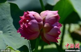 圆明园并蒂莲开花是怎么回事什么原因促使的慈禧太后回魂了吗