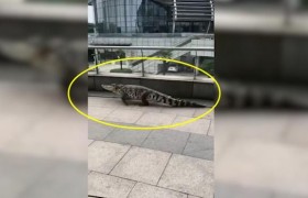 男子带鳄鱼遛弯是什么情况？安徽芜湖男子带鳄鱼玩耍被抓