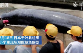 组织小学生看杀鲸鱼，血腥残忍日本人是这么教育小孩的吗