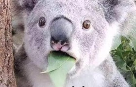 装监控取证同事投毒是怎么回事？遇到这种同事请远离