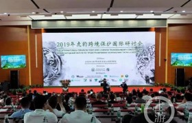 野生东北虎仅剩27只是真的吗，东北虎的数量为什么这么少？